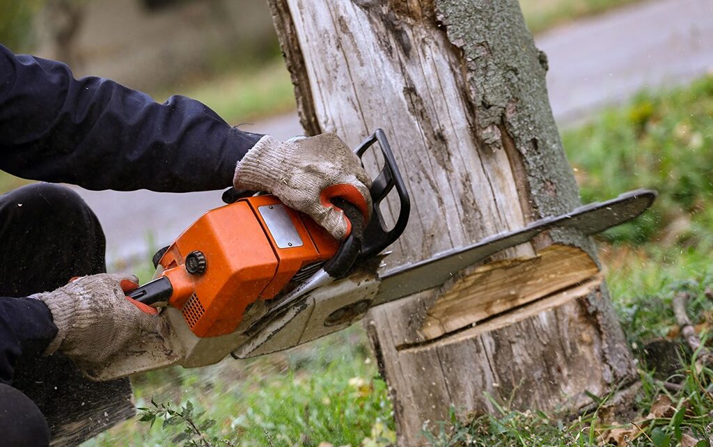 stump removal services Philadelphia