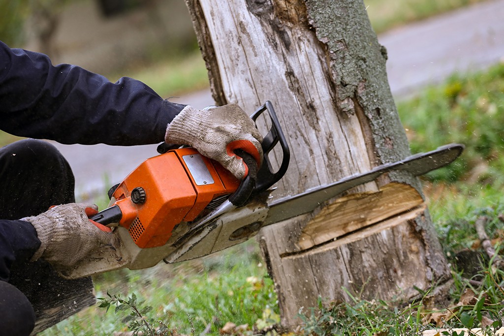 stump removal services Philadelphia